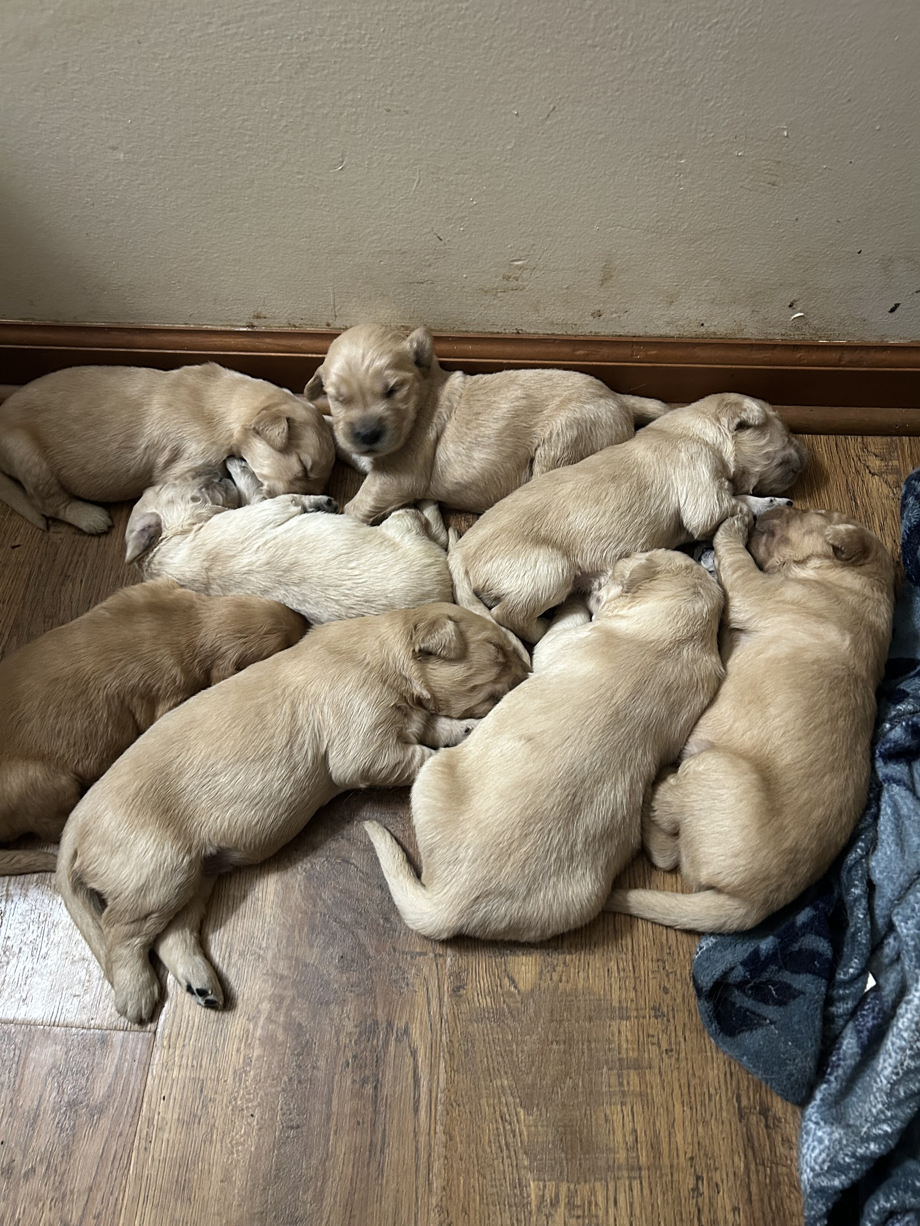 Golden retriever pups image 1