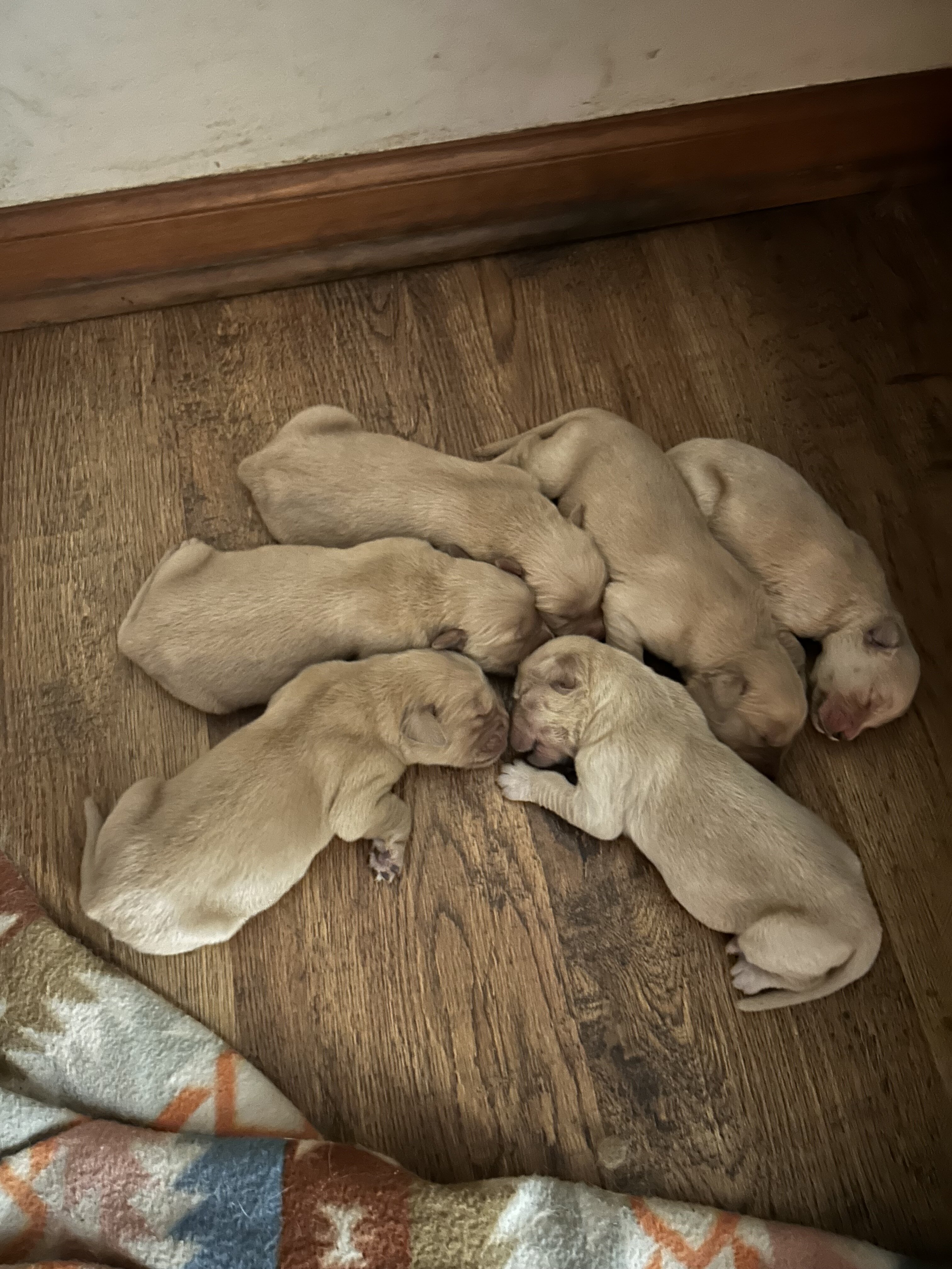 Golden retriever pups image 2