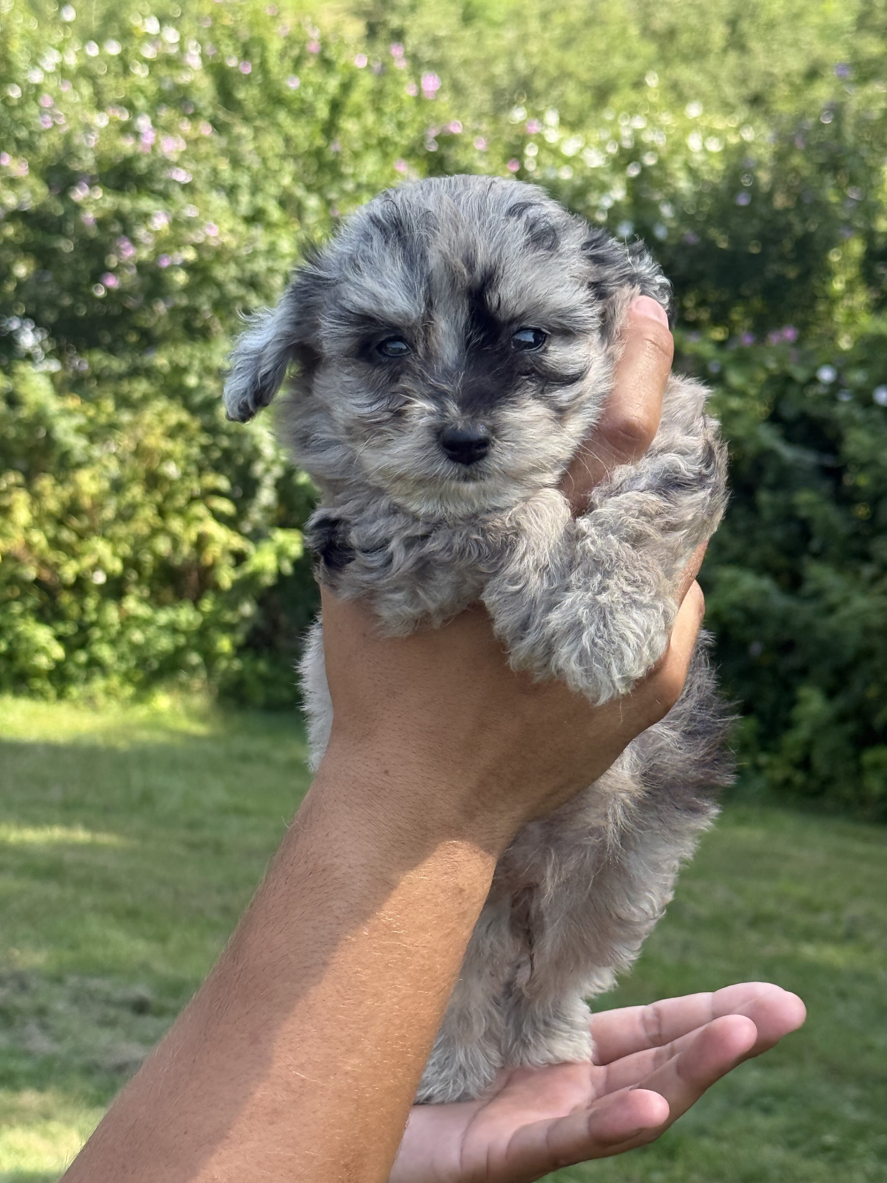 Toy Aussiedoodle Litter male/females image 1