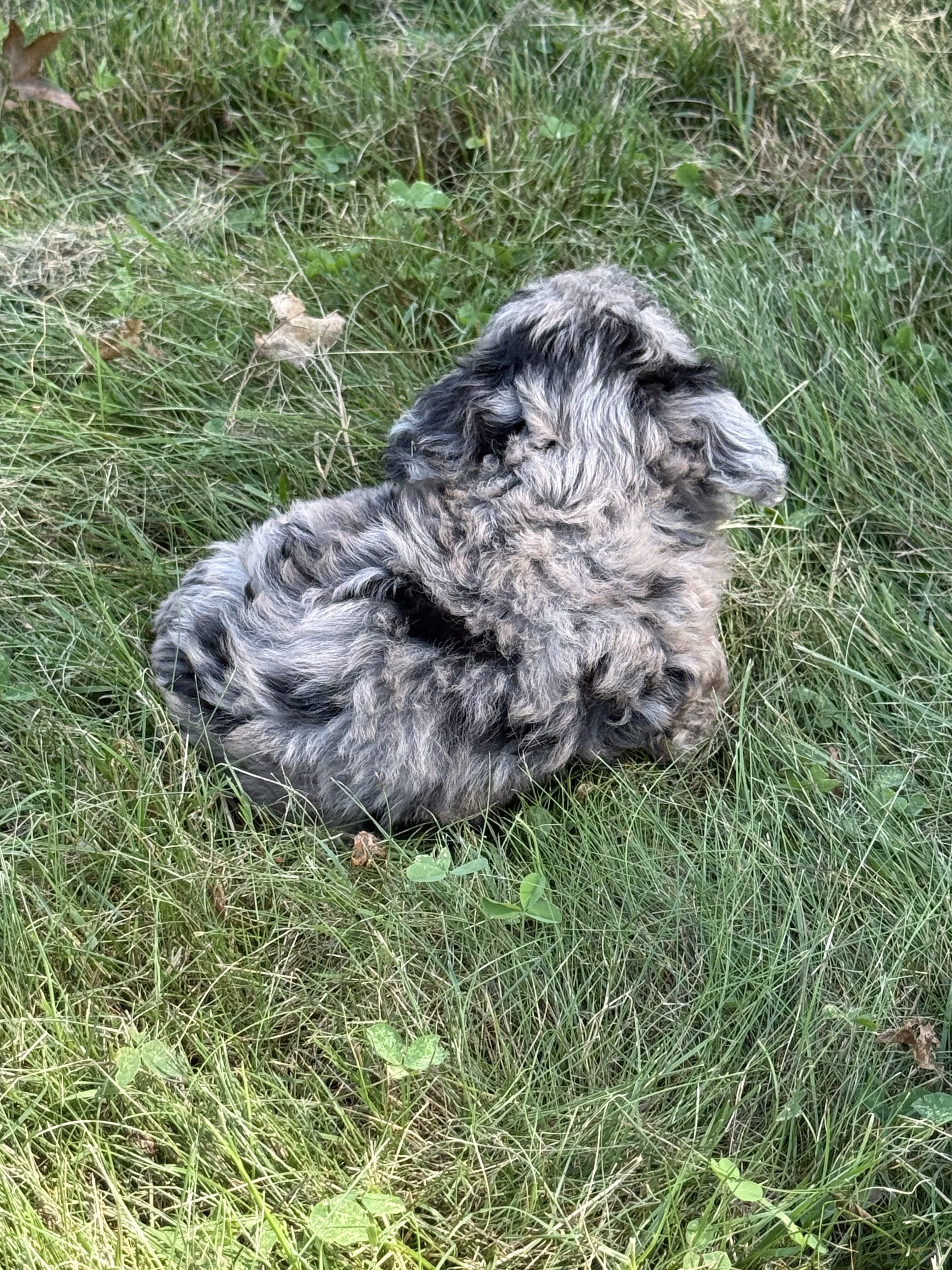 Toy Aussiedoodle Litter male/females image 2