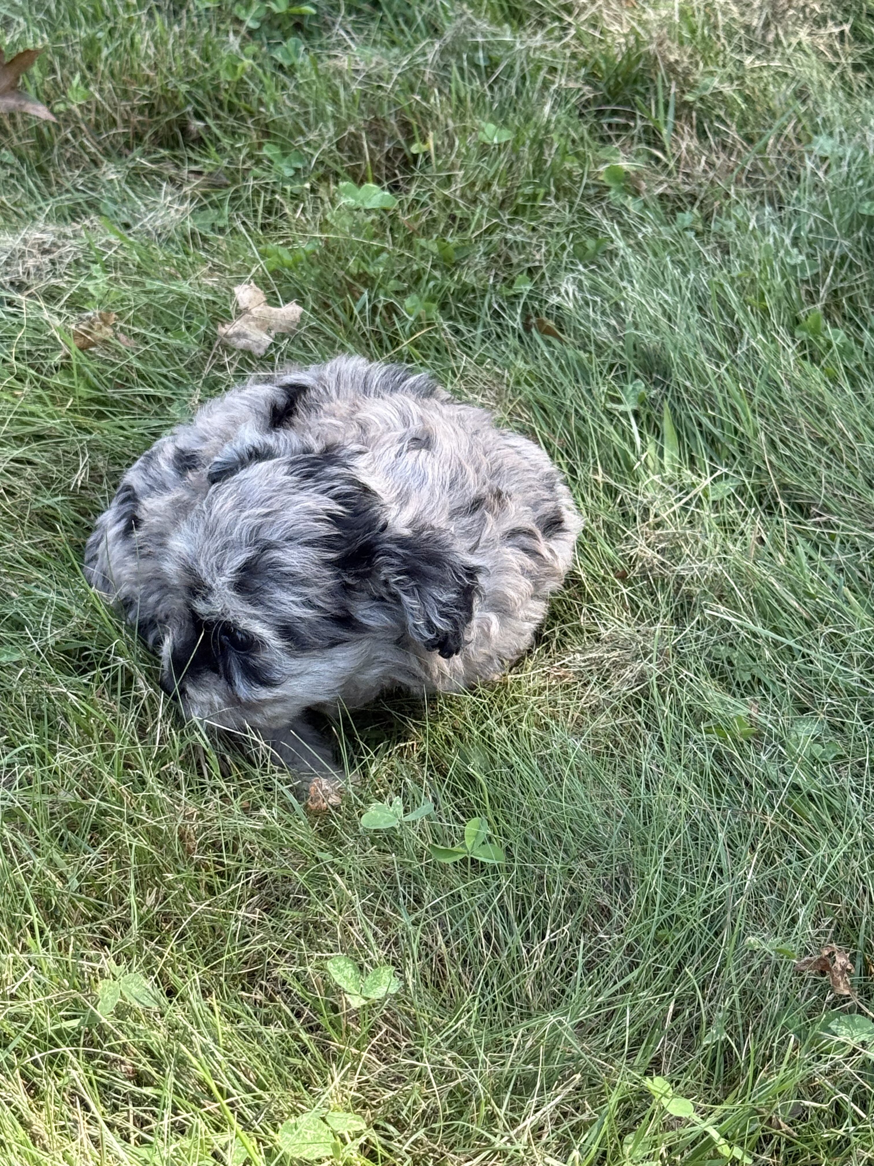 Toy Aussiedoodle Litter male/females image 3
