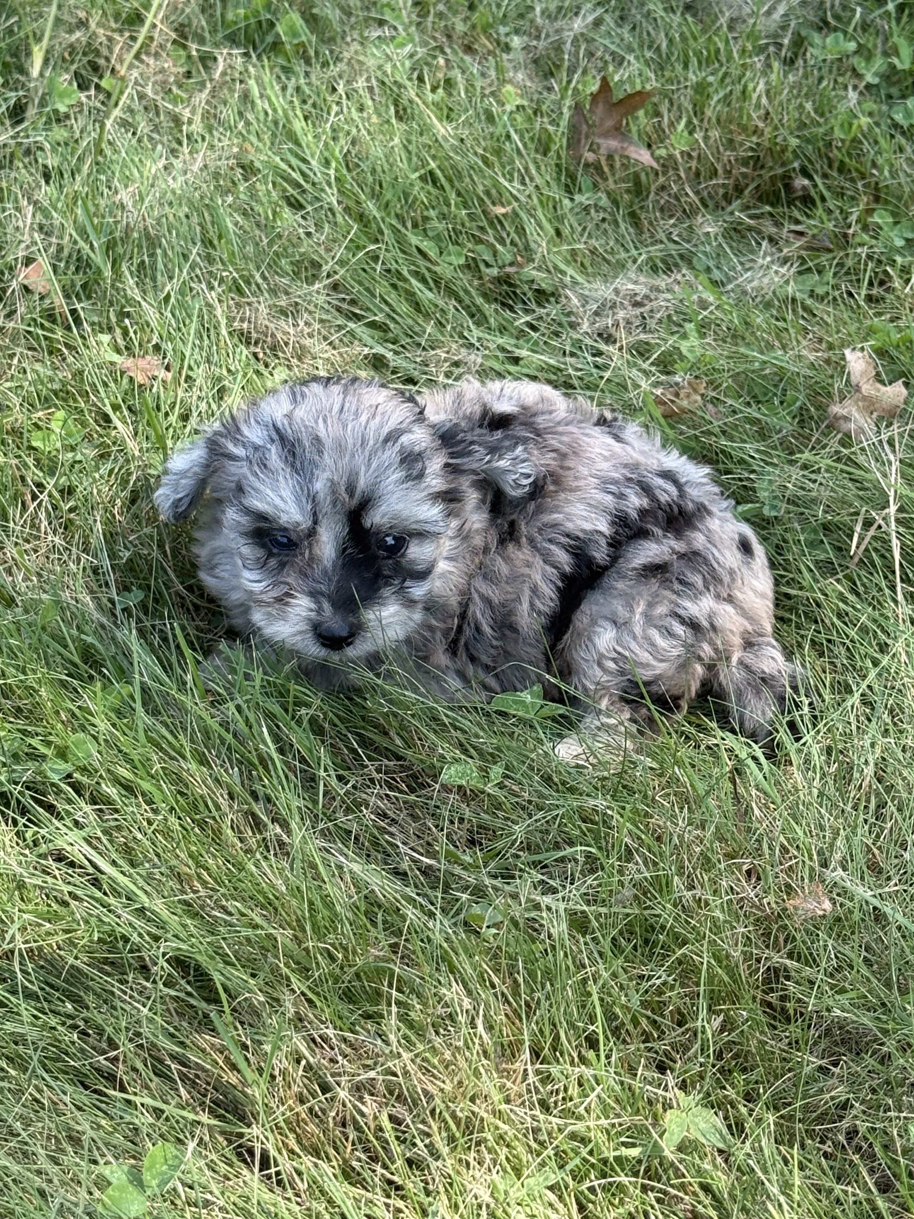 Toy Aussiedoodle Litter male/females image 4