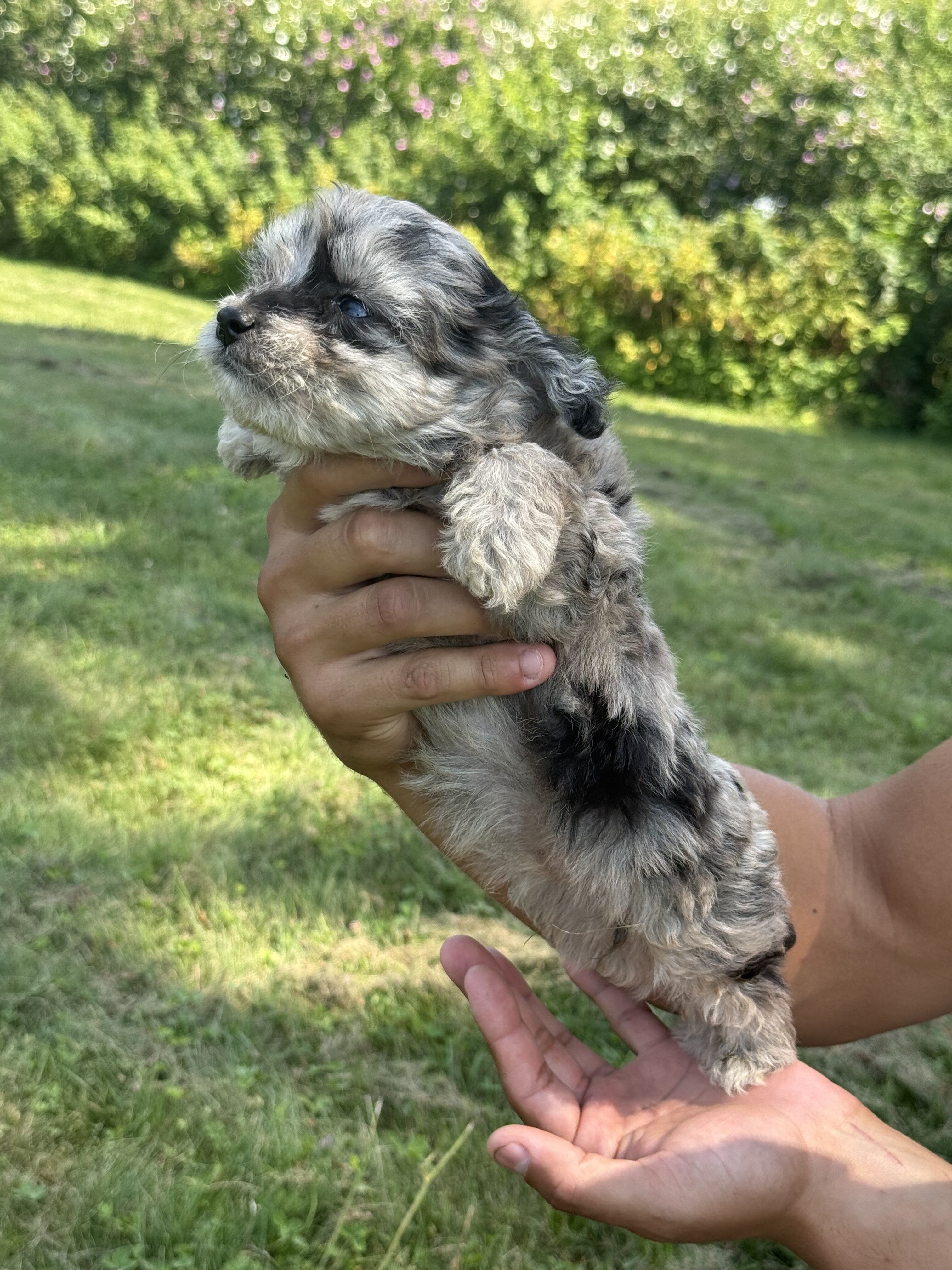 Toy Aussiedoodle Litter male/females image 5