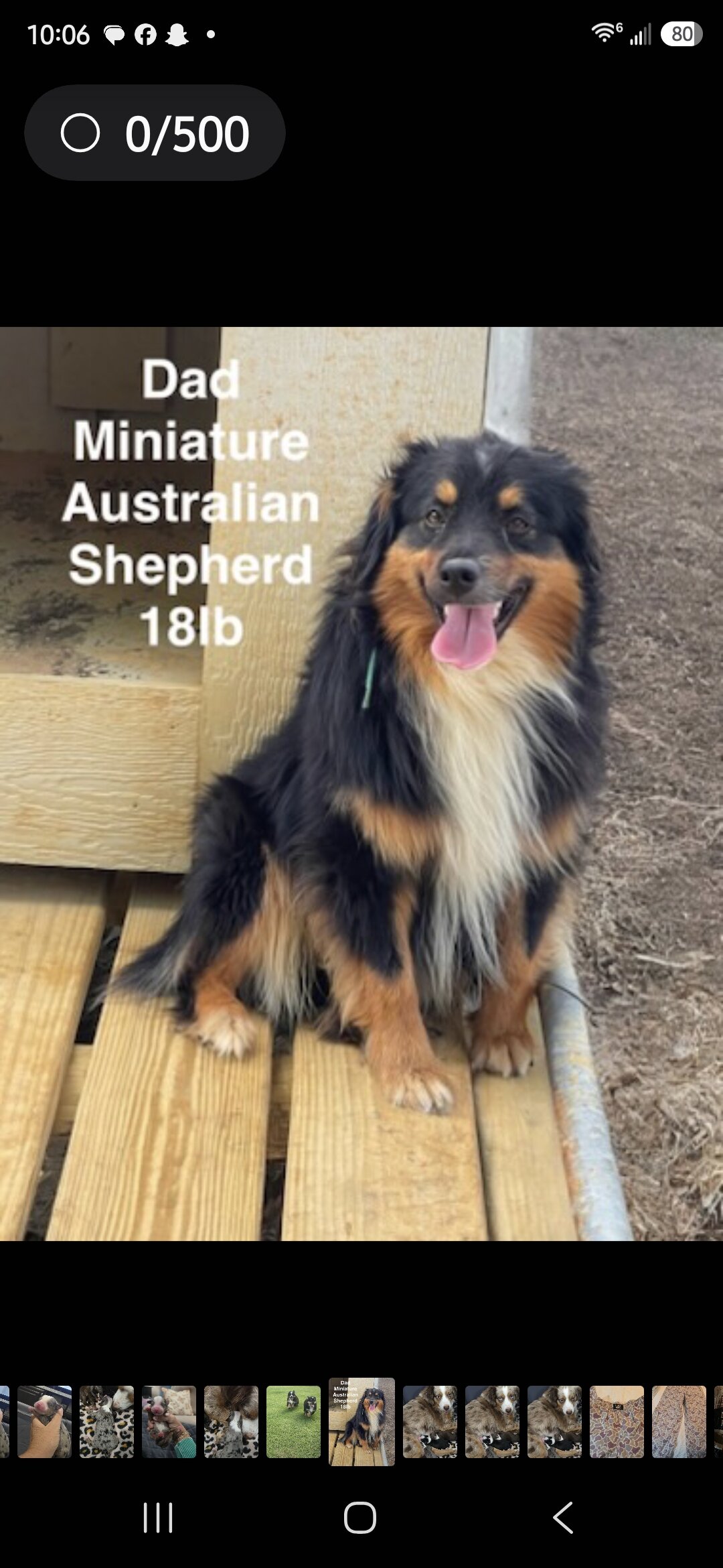 Miniature Australian Shepherd pups image 4