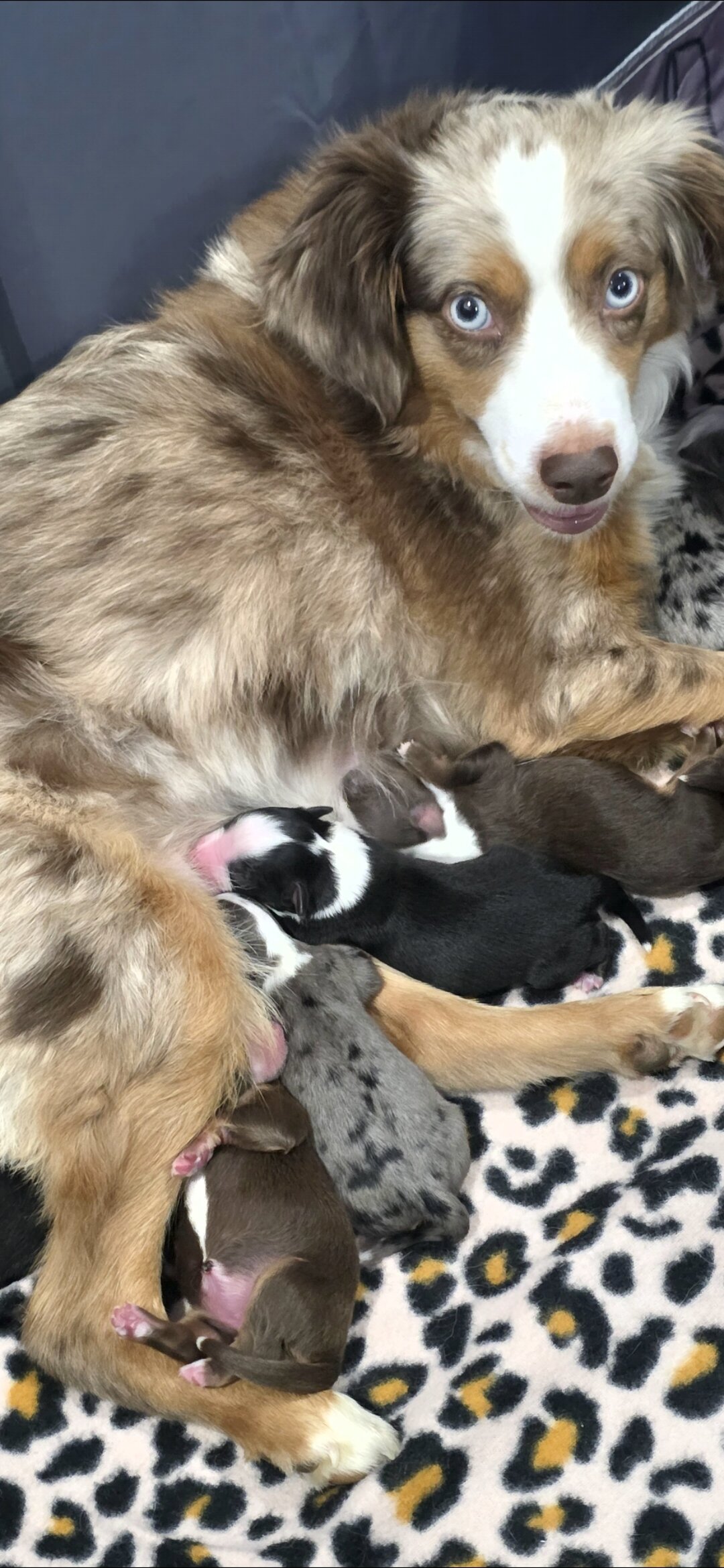 Miniature Australian Shepherd pups image 2