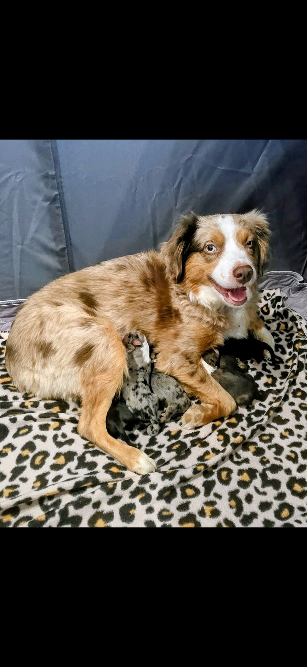 Miniature Australian Shepherd pups image 1