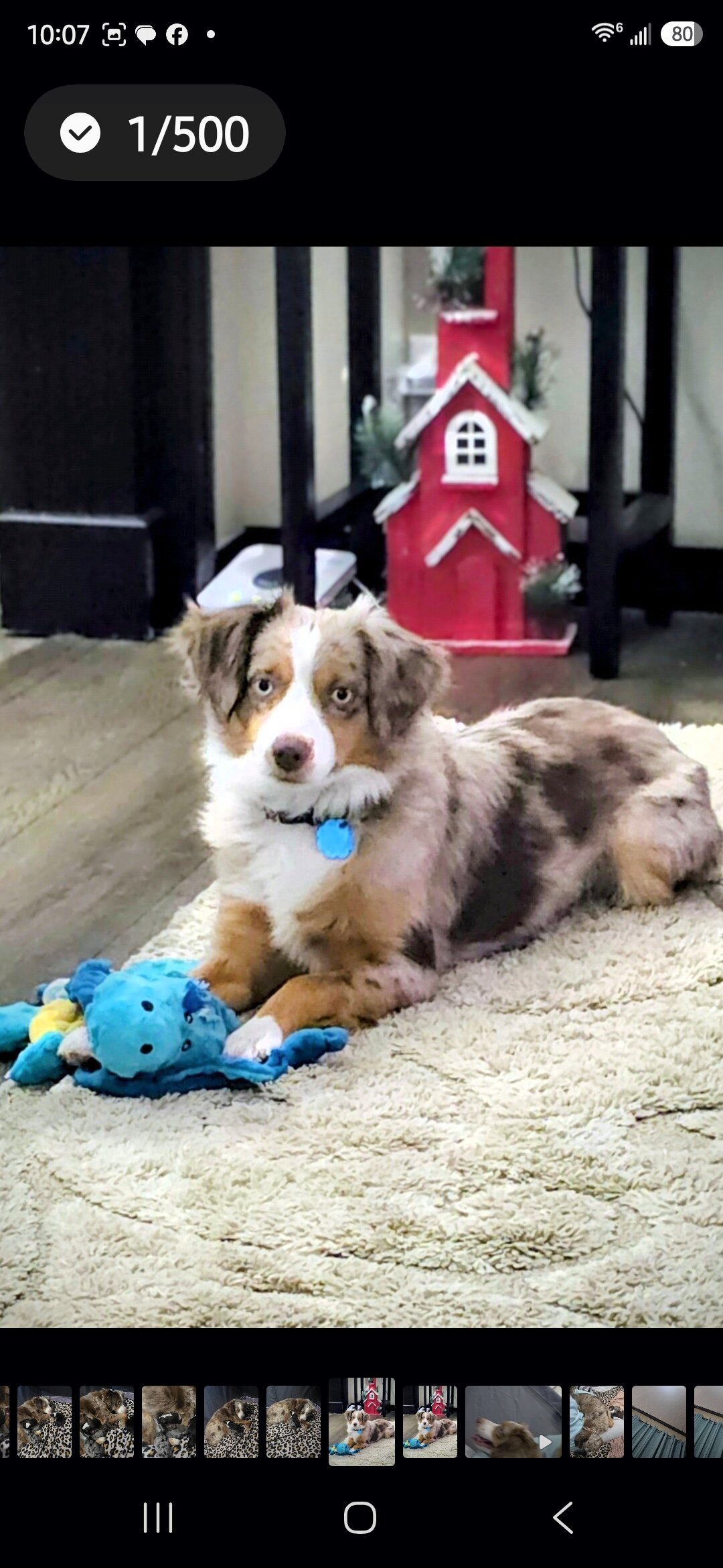 Miniature Australian Shepherd pups image 3