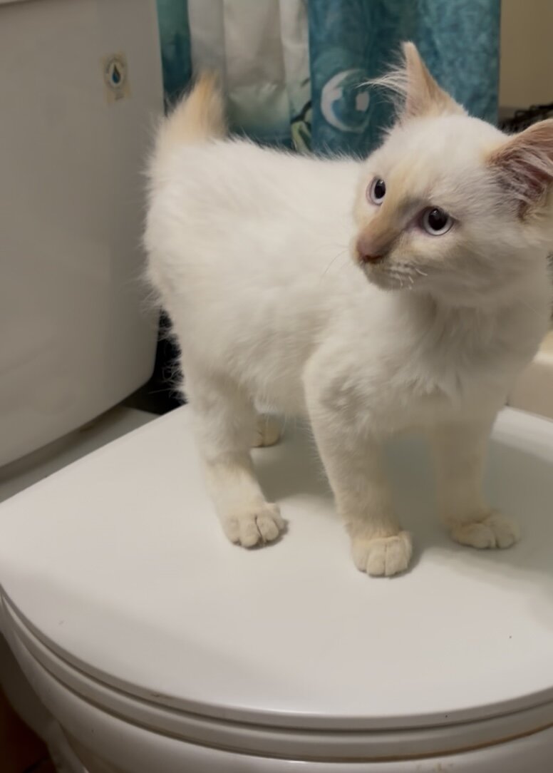 Flame point ragdoll kitten image 1