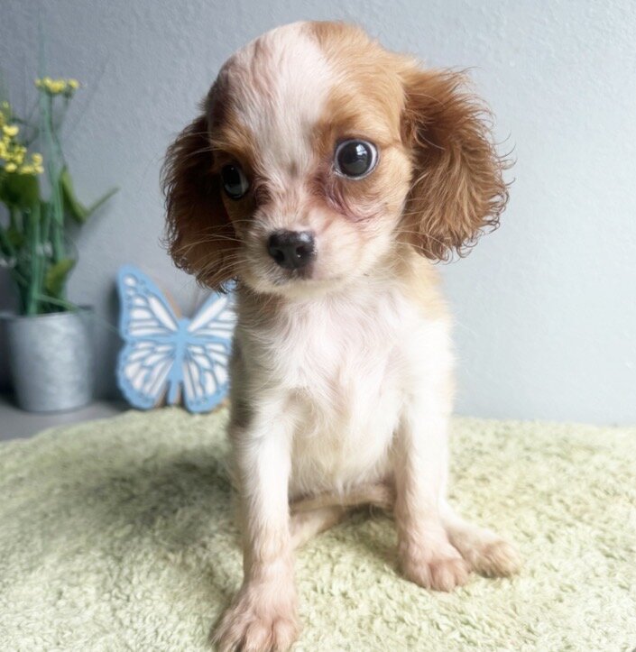 Cavalier King Charles Spaniel image 3