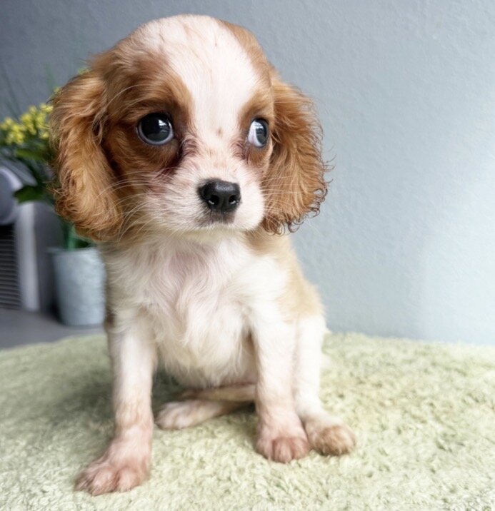Cavalier King Charles Spaniel image 1
