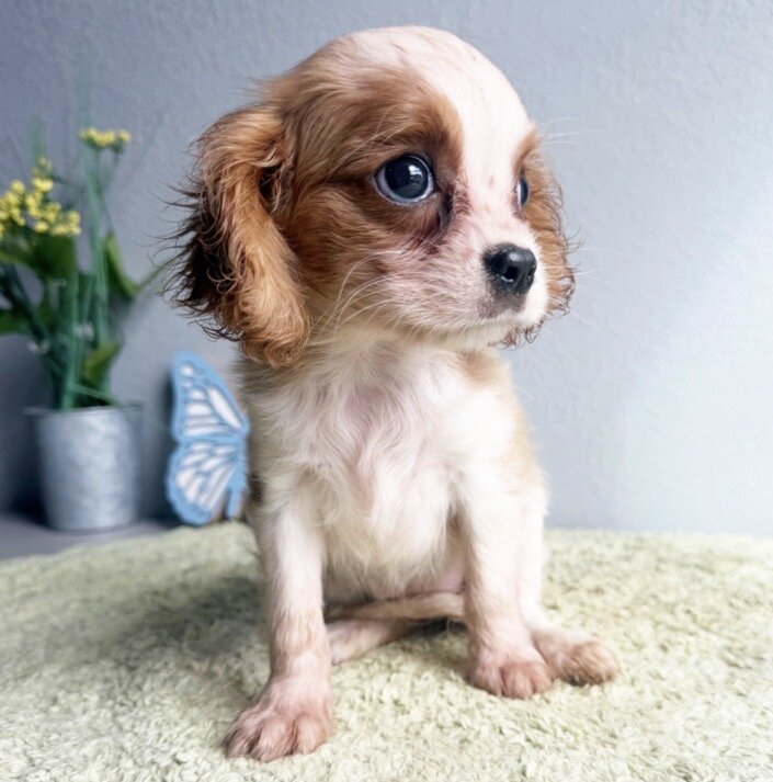 Cavalier King Charles Spaniel image 2
