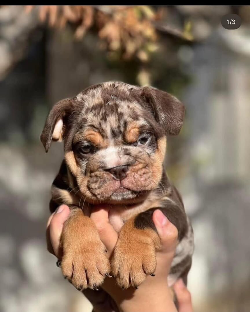 **Damaris – Beautiful Female English Bulldog Puppy image 1