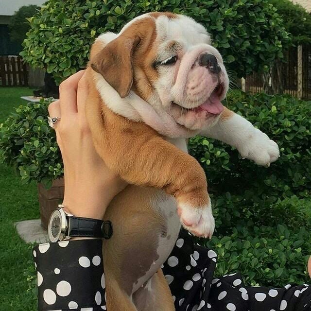 **Nelson – Handsome Male English Bulldog Puppy image 1