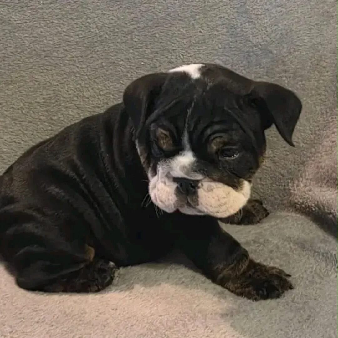 **Jasmine – Beautiful Female English Bulldog Puppy image 1
