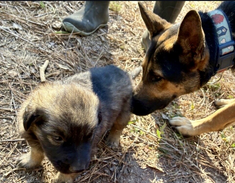 German Shephard puppies image 7
