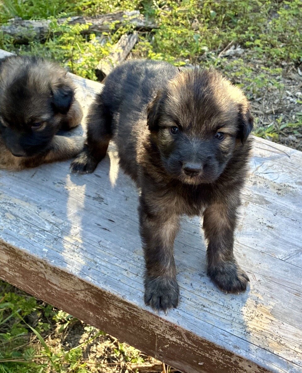 German Shephard puppies image 8