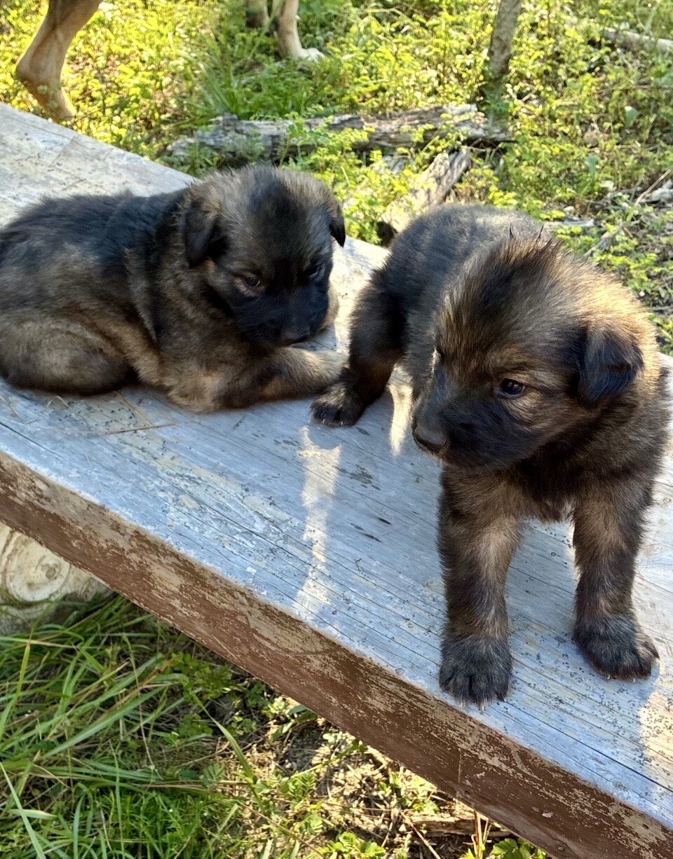 German Shephard puppies image 6