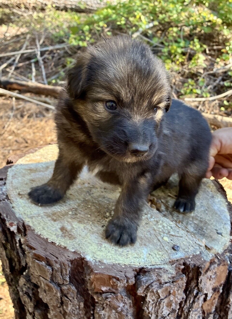 German Shephard puppies image 5