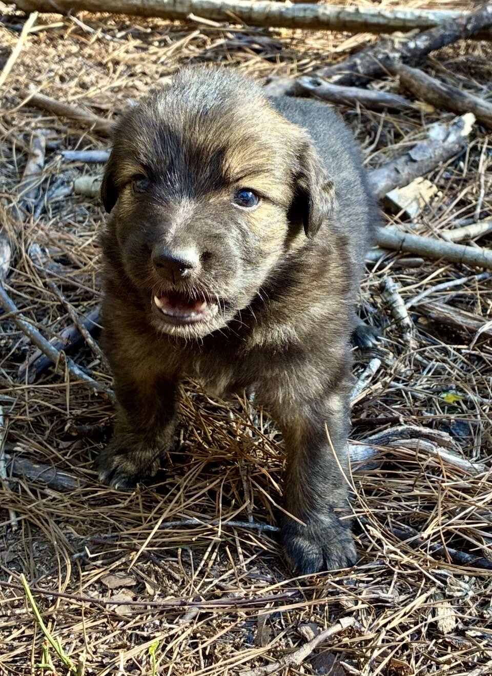 German Shephard puppies image 4