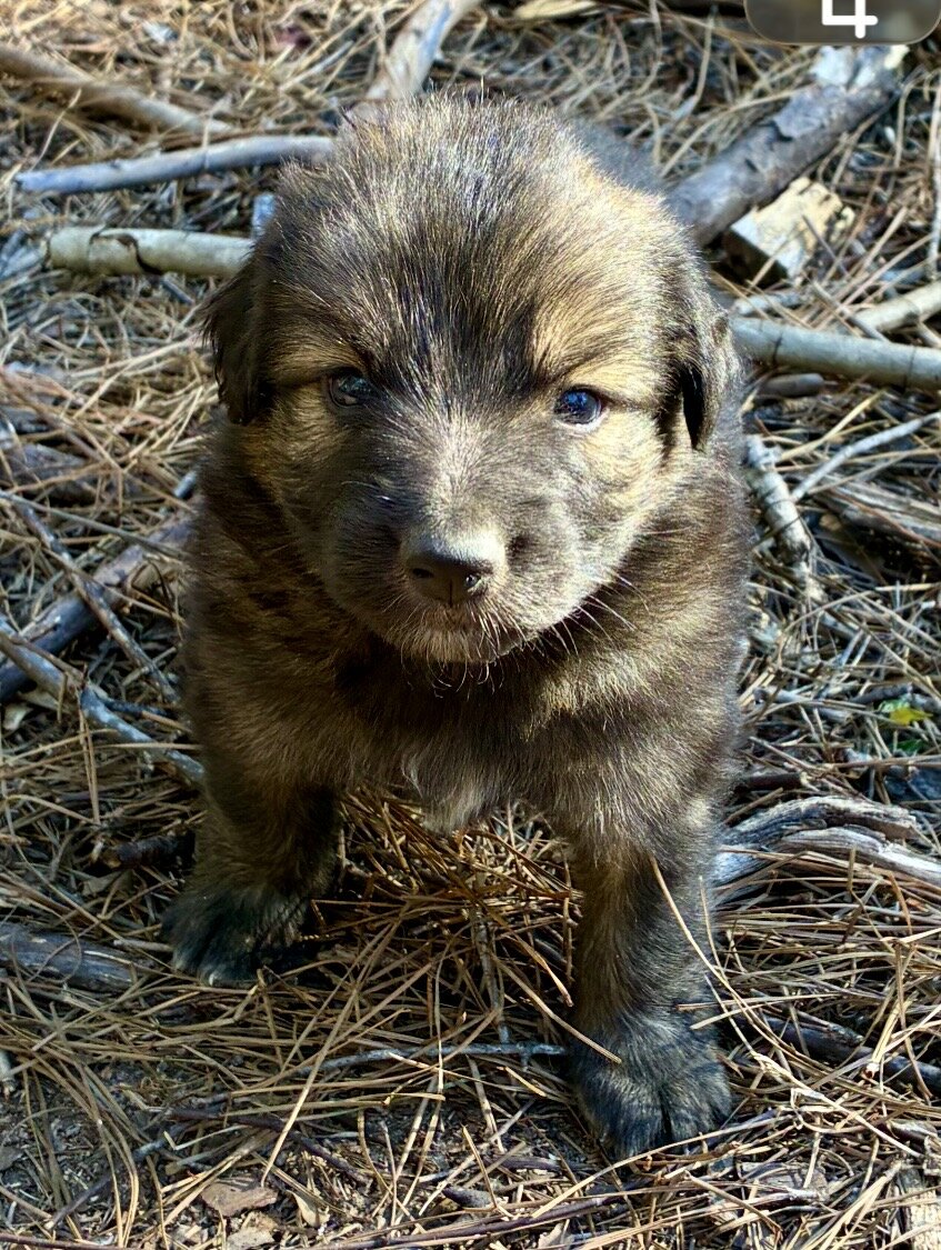 German Shephard puppies image 3