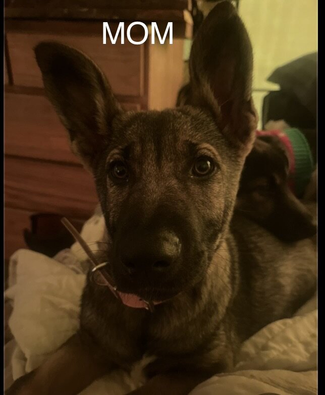 German Shephard puppies image 1
