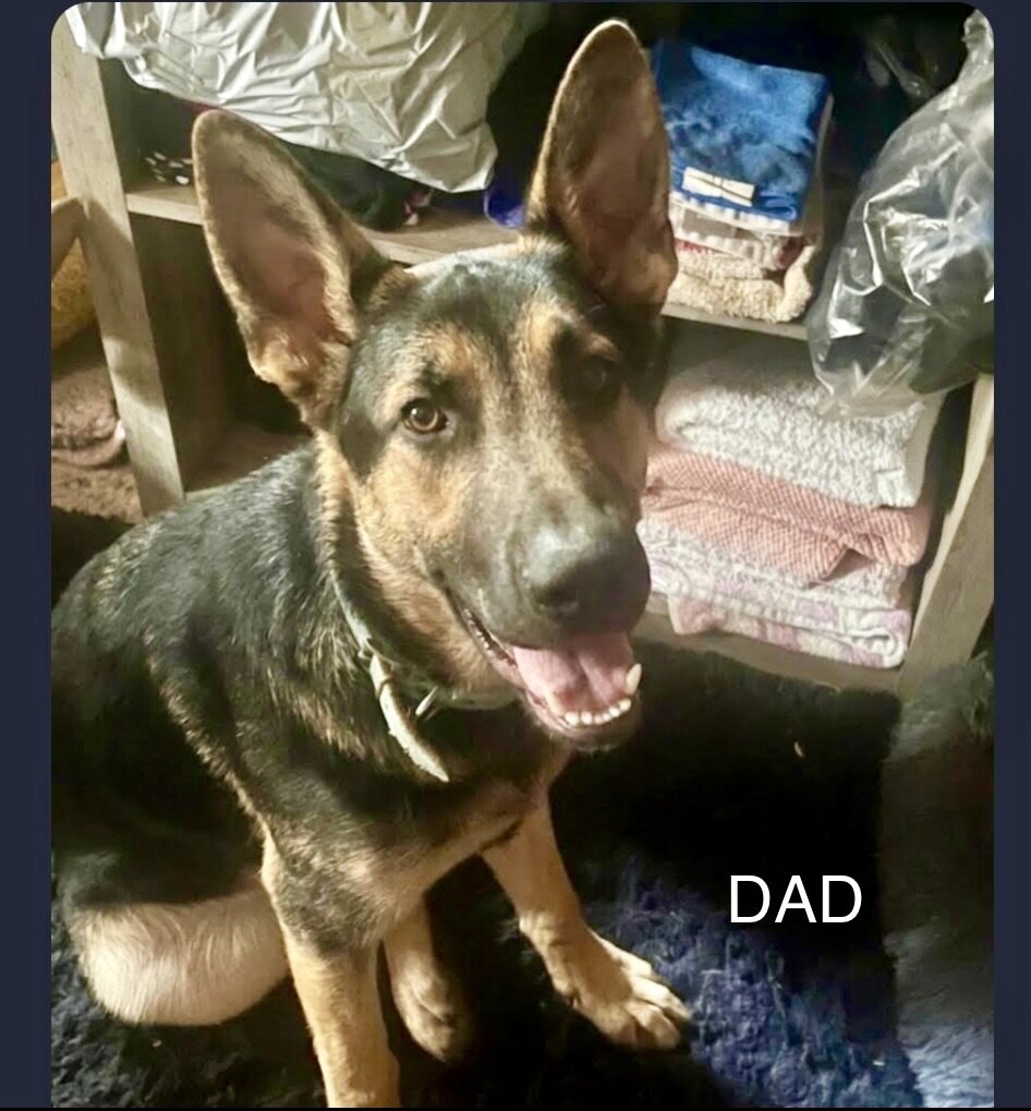 German Shephard puppies image 2