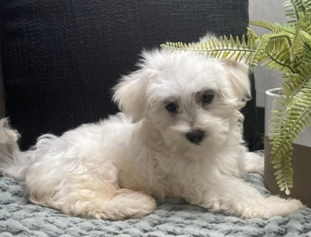 Adorable Maltese Puppy Looking for a Loving Foreve image 1