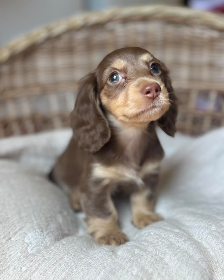 Daisy is a charming little girl with beautiful eye image 1