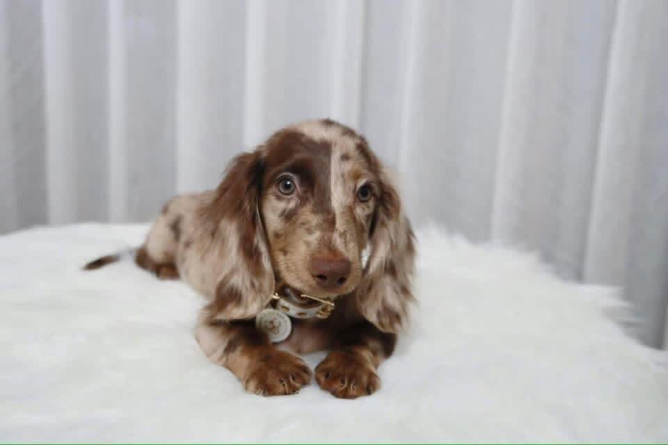 Charlie is a handsome little boy with charming image 1