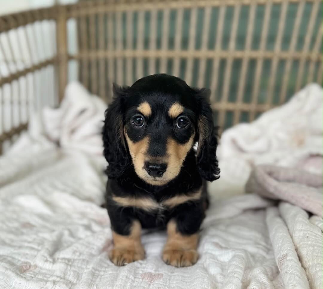 Luna is an adorable little princess with sparkling image 1