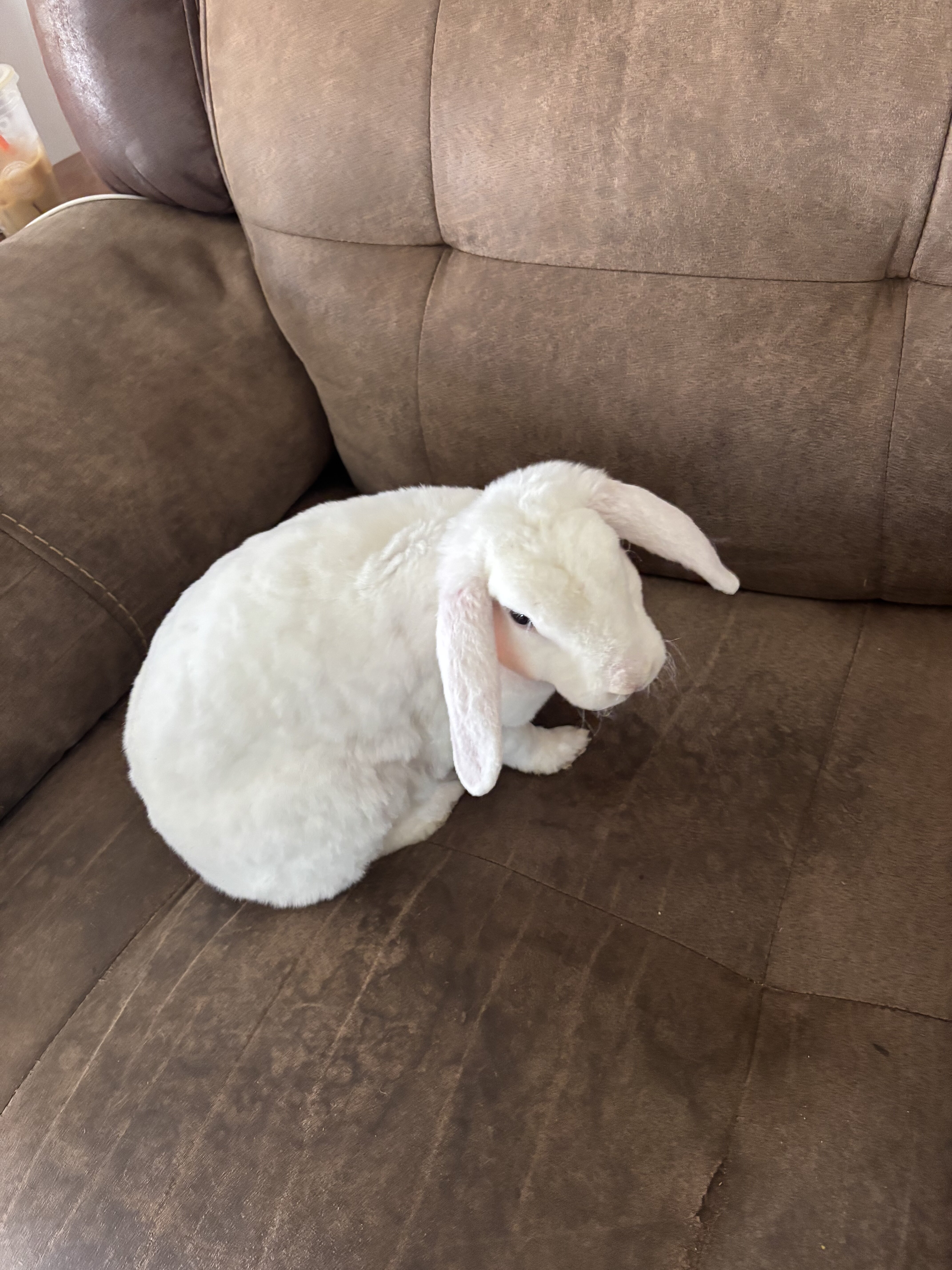 Female Mini plush lop | PetClassifieds.com - petclassifieds