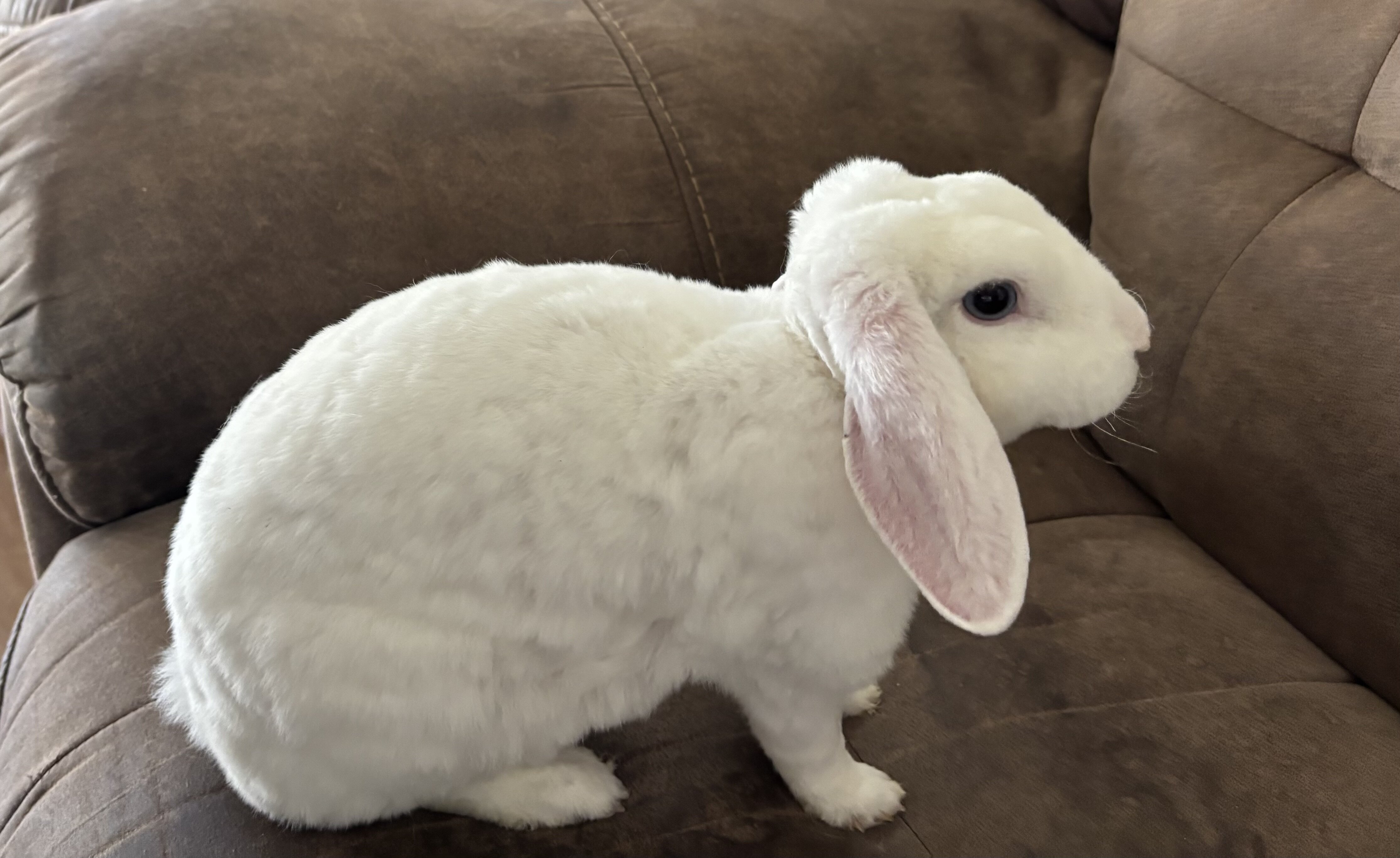 Female Mini plush lop | PetClassifieds.com - petclassifieds