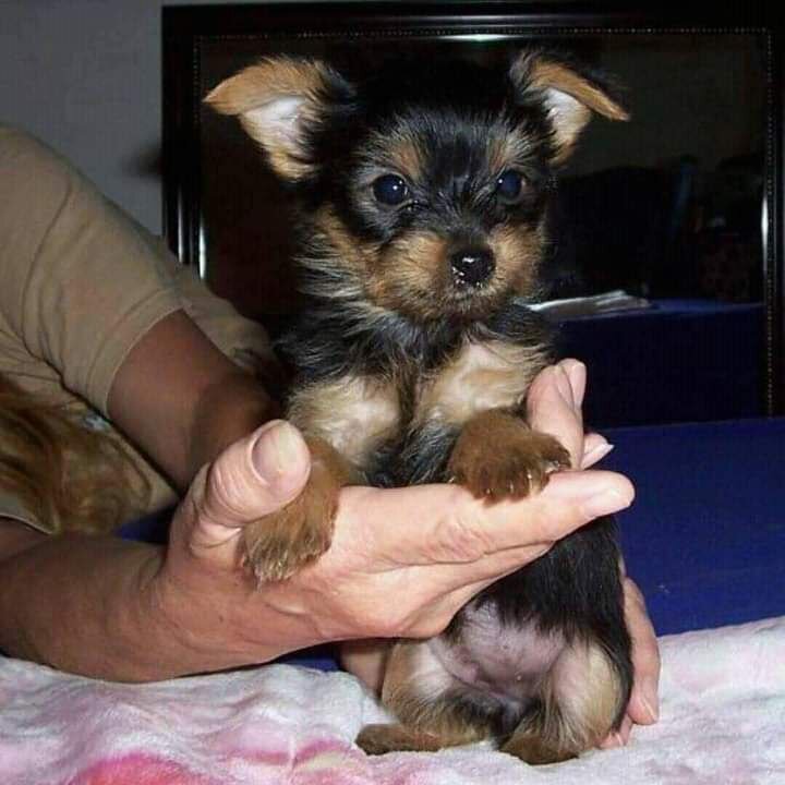 Yorkie puppies (Molly and Lily) image 1