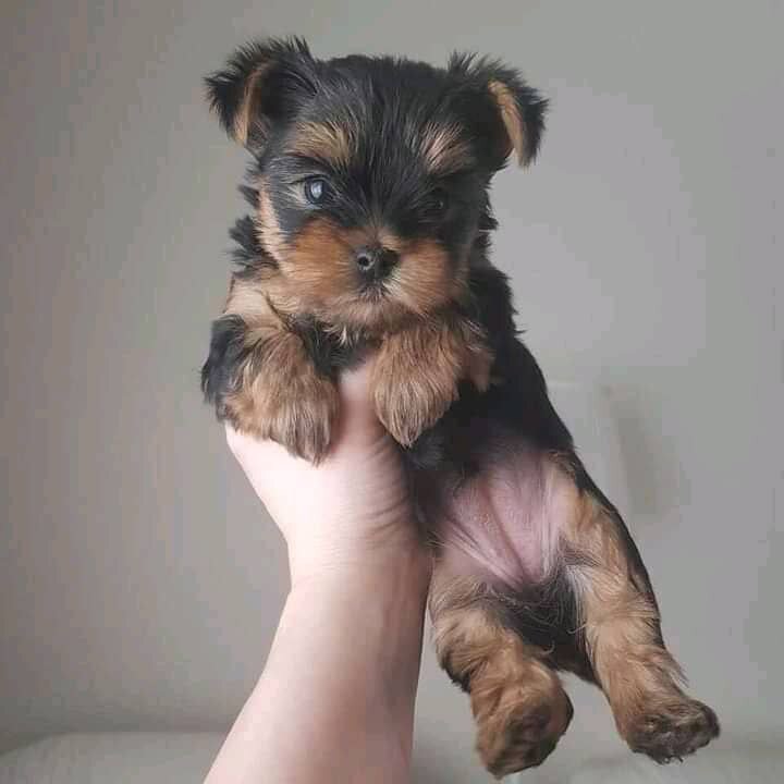 Yorkie puppies (Molly and Lily) image 2