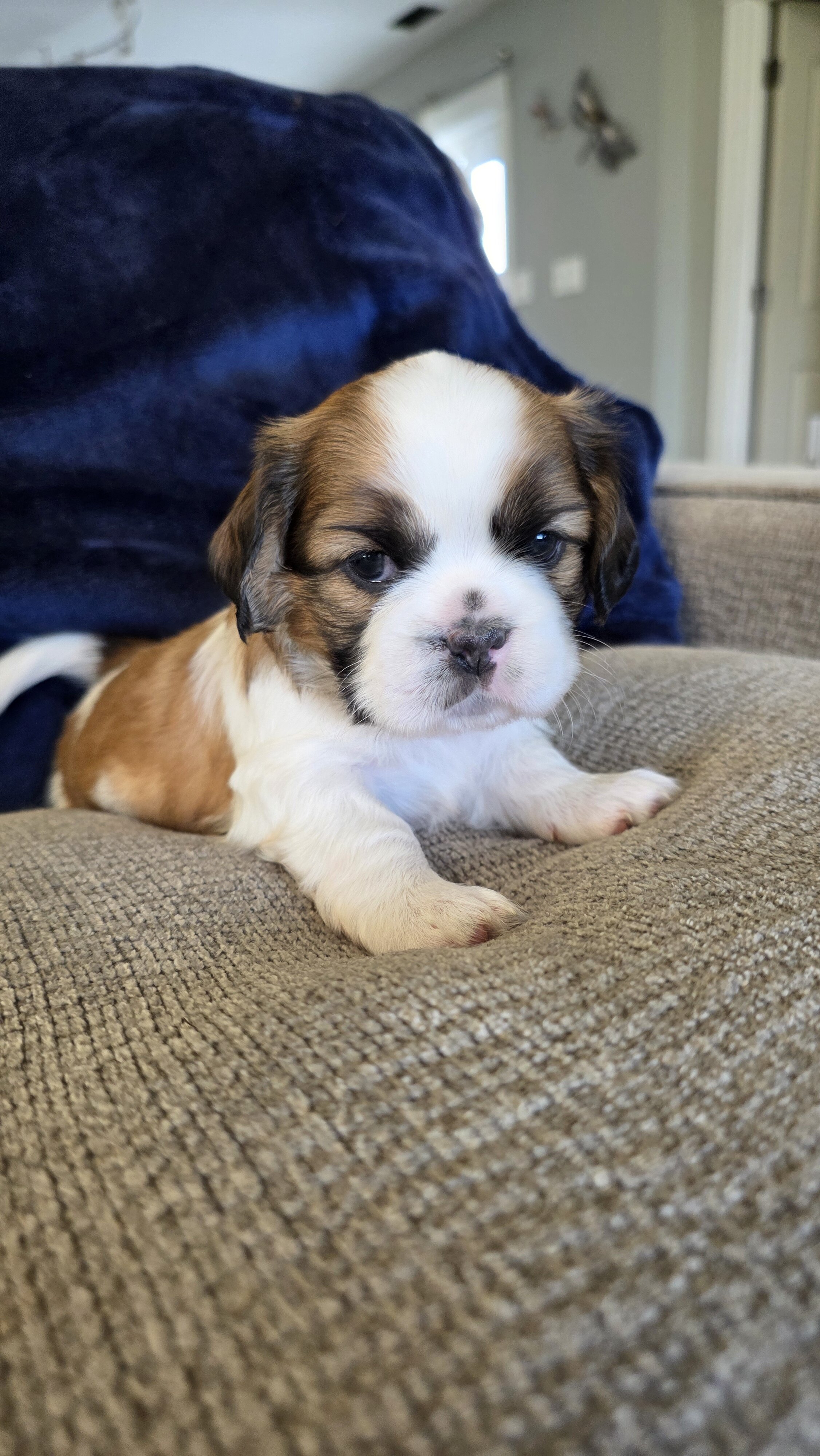 Shihtzu mix Puppies image 5