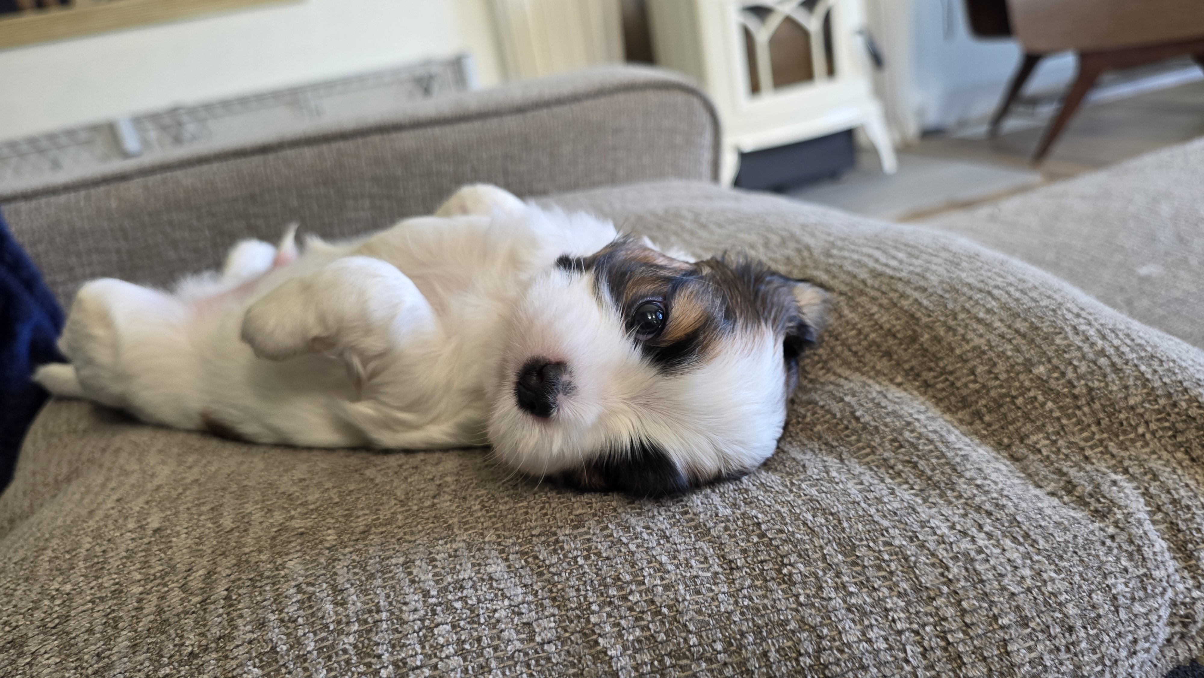Shihtzu mix Puppies image 6