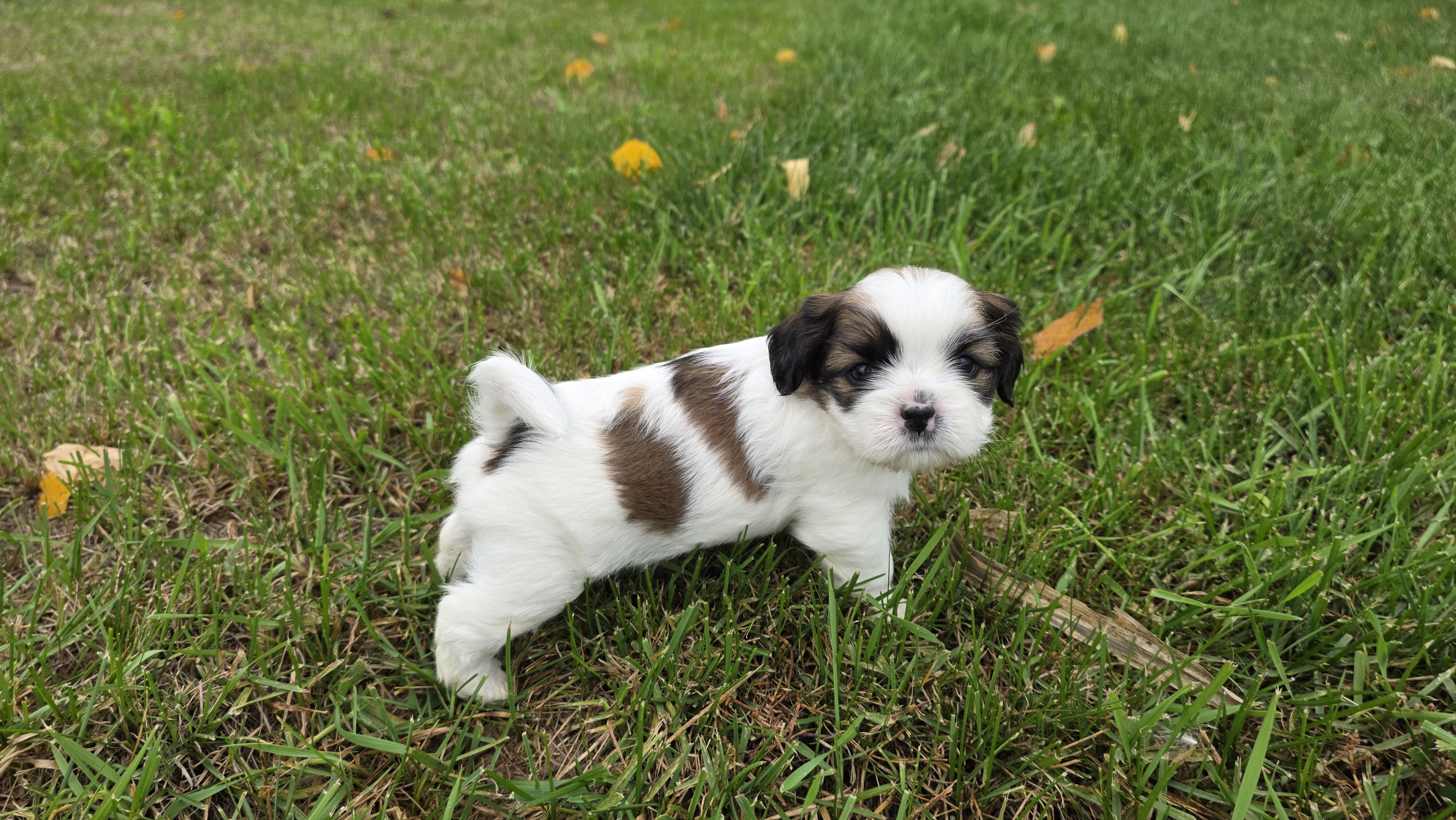 Shihtzu mix Puppies image 3