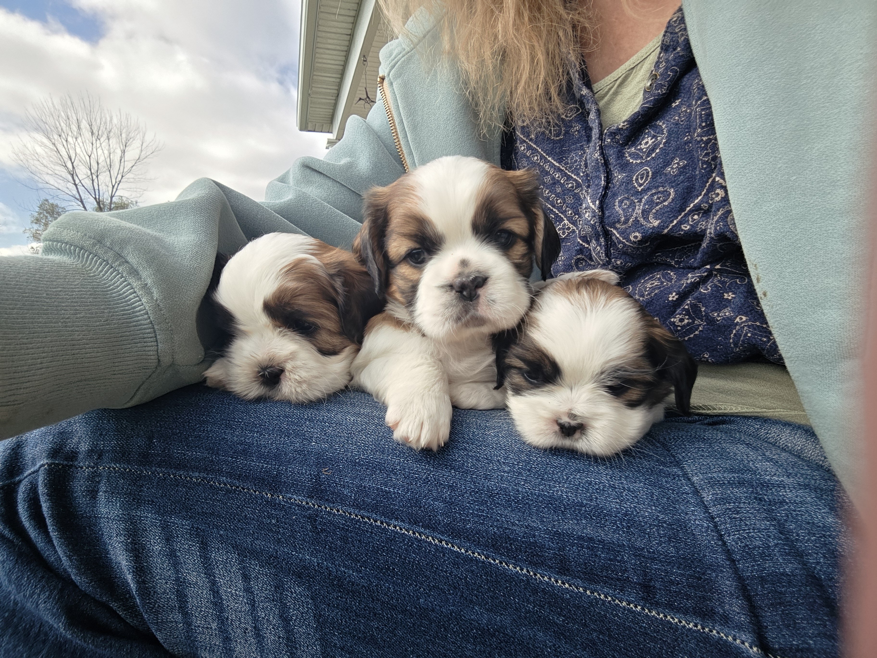 Shihtzu mix Puppies image 7