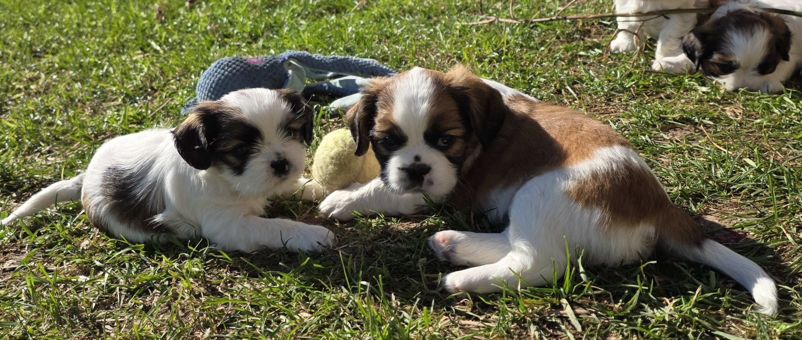 Shihtzu mix Puppies image 1