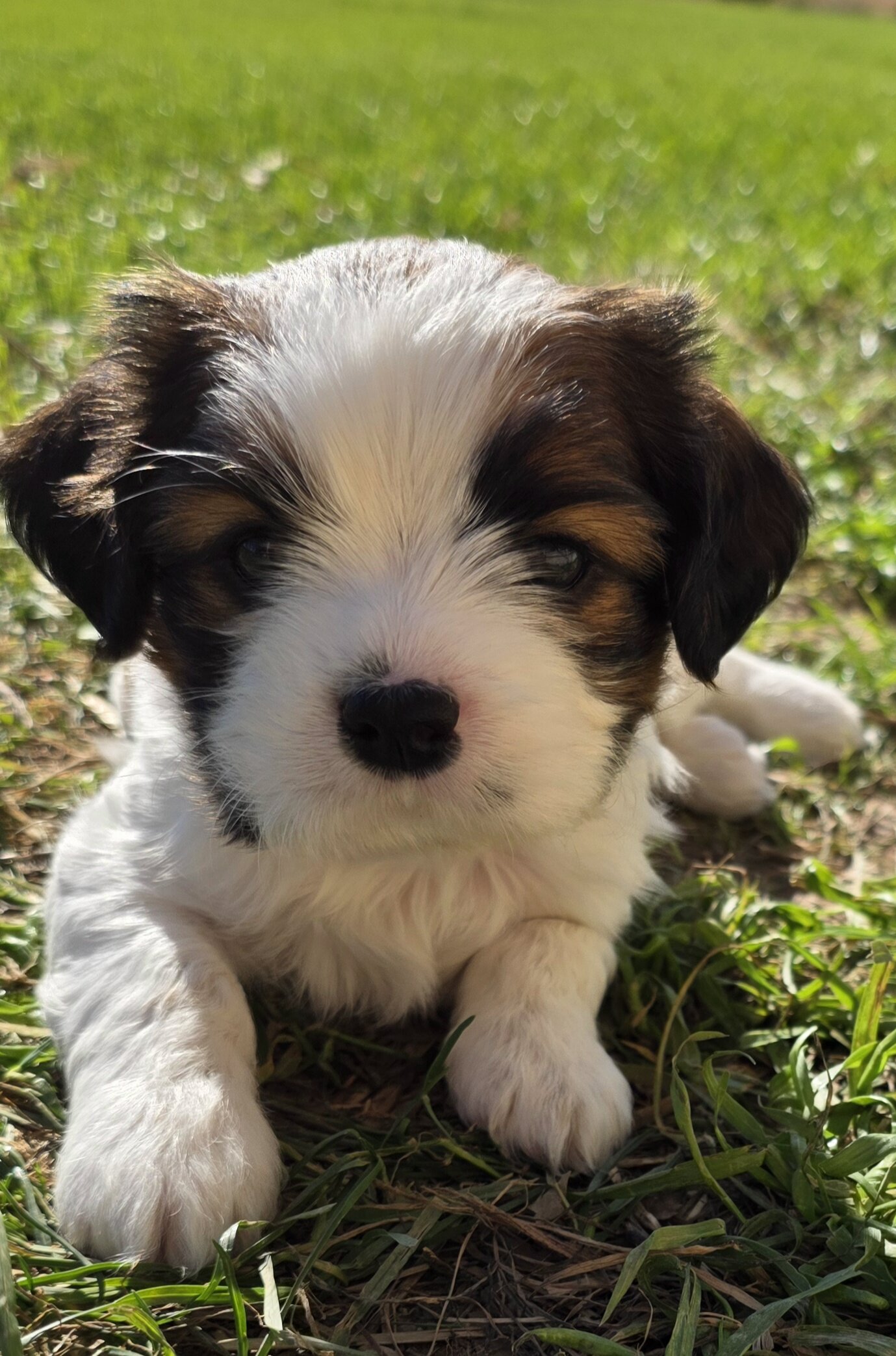 Shihtzu mix Puppies image 4