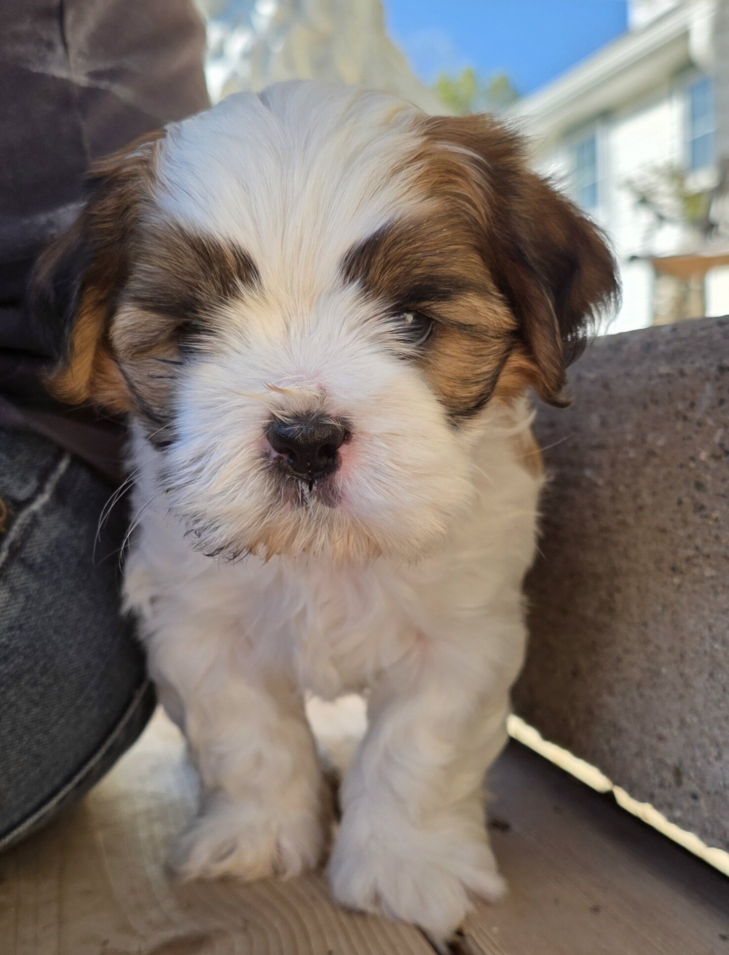 Shihtzu mix Puppies image 2