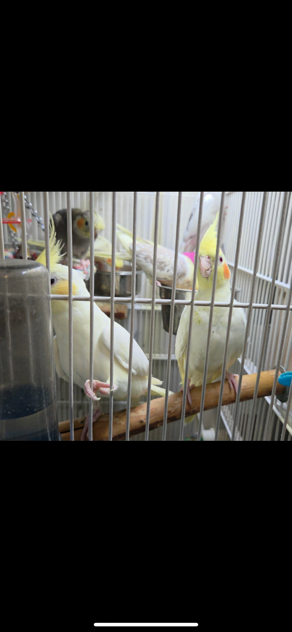 Cockatiel! image 1