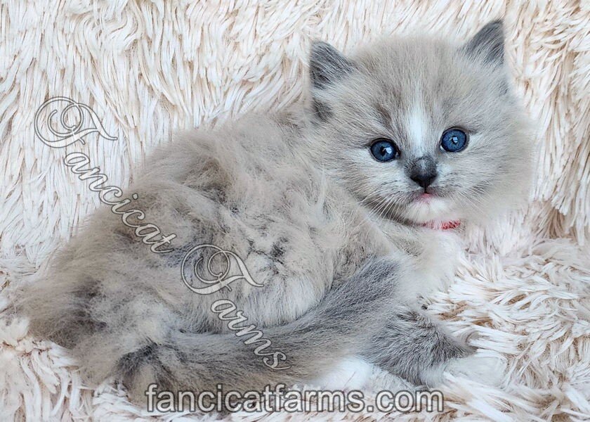 Fluffy TICA Blue Mitted Mink Cherubim Ragdoll Boy image 2
