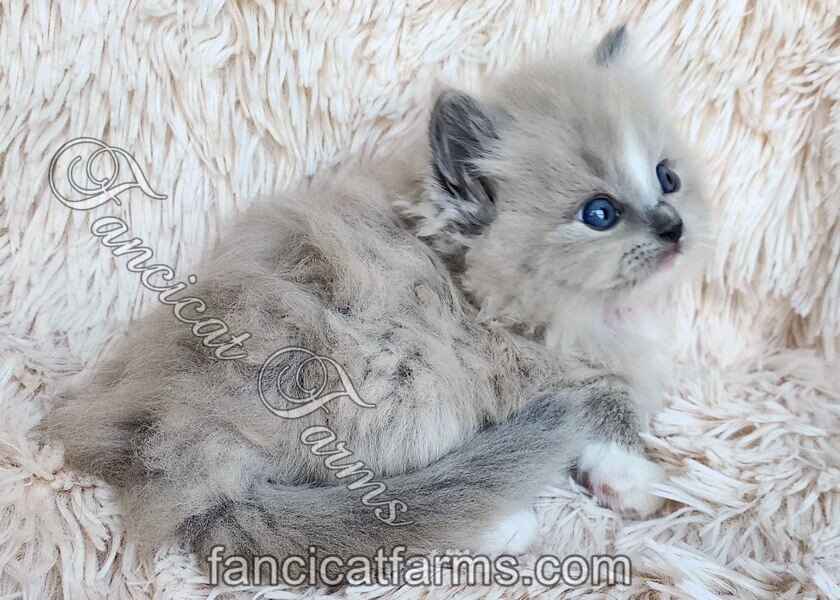 Fluffy TICA Blue Mitted Mink Cherubim Ragdoll Boy image 3