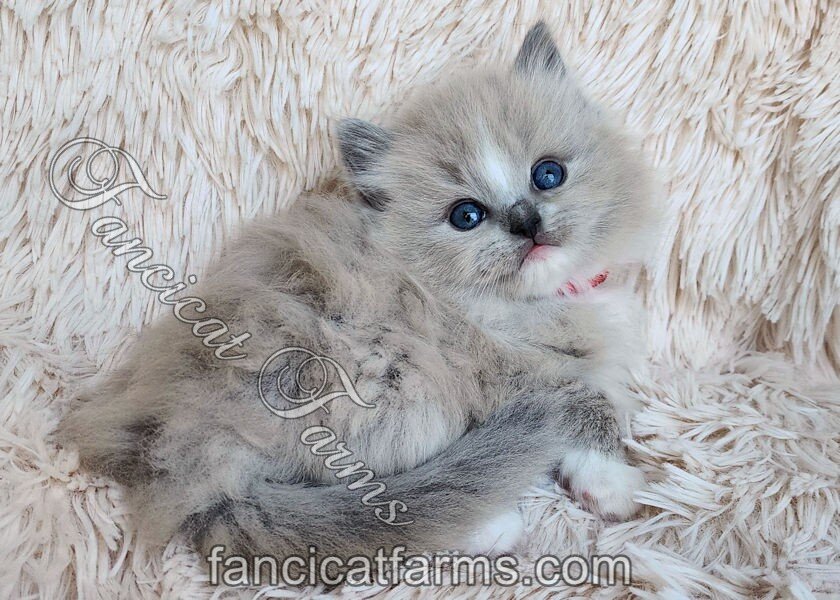 Fluffy TICA Blue Mitted Mink Cherubim Ragdoll Boy image 1
