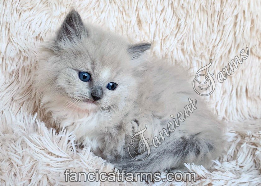 Fluffy TICA Blue Mitted Mink Cherubim Ragdoll Girl image 2