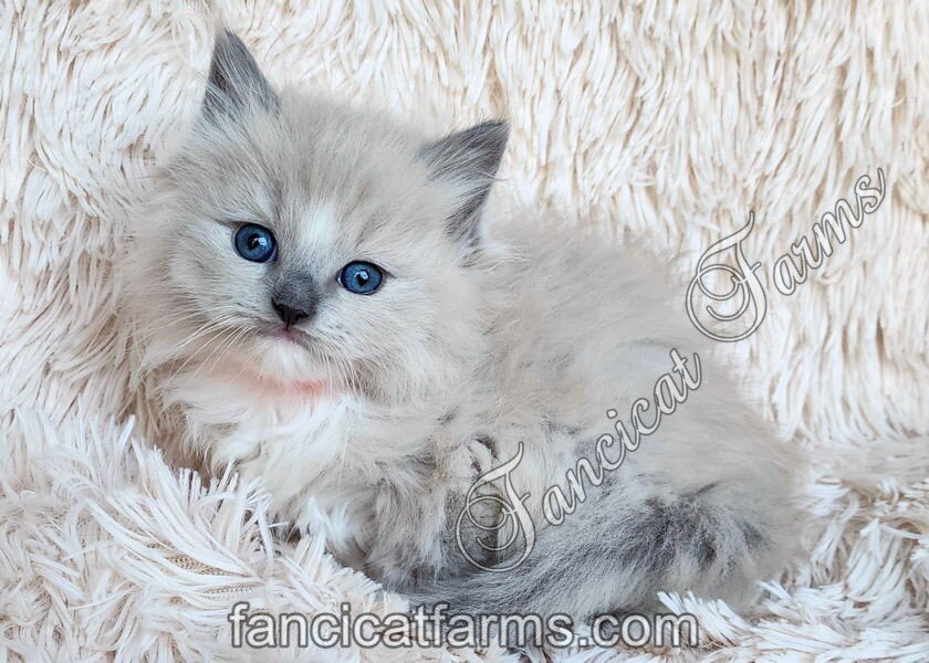 Fluffy TICA Blue Mitted Mink Cherubim Ragdoll Girl image 1