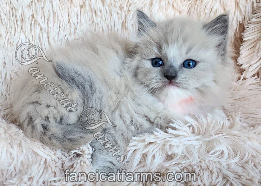 Fluffy TICA Blue Mitted Mink Cherubim Ragdoll Girl image 3