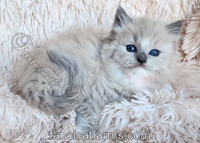 Fluffy TICA Blue Mitted Mink Cherubim Ragdoll Girl image 4