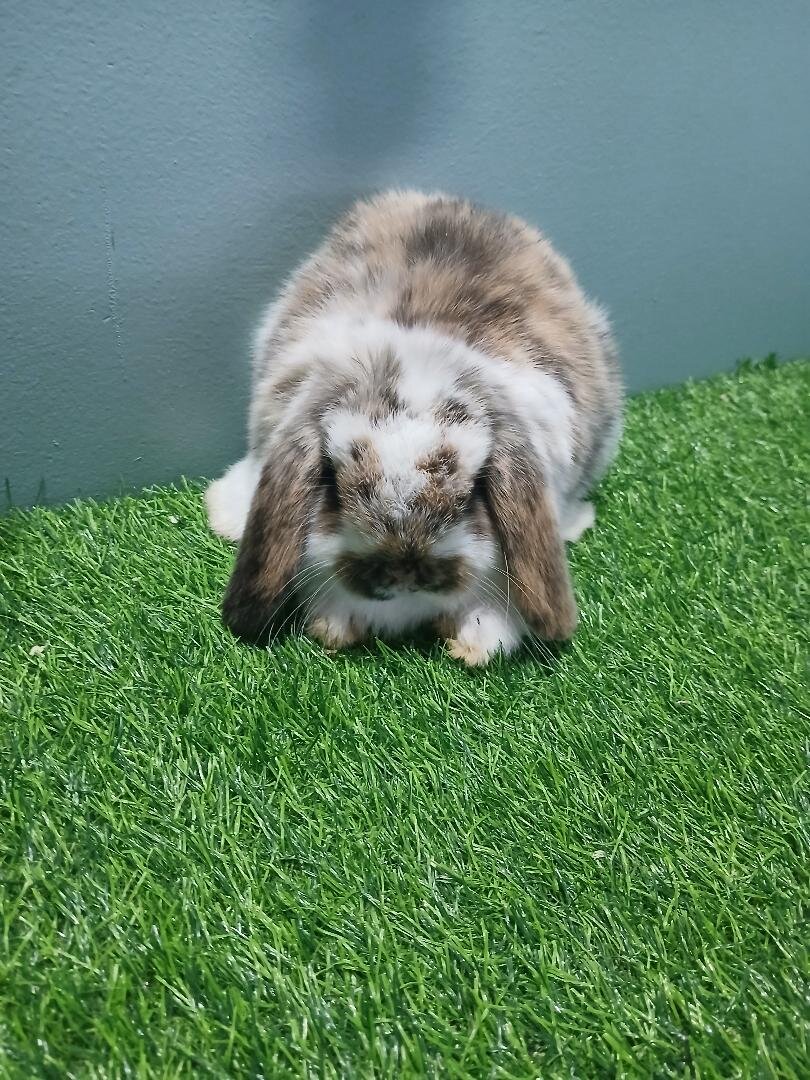 Purebred Holland Lop Boy image 2